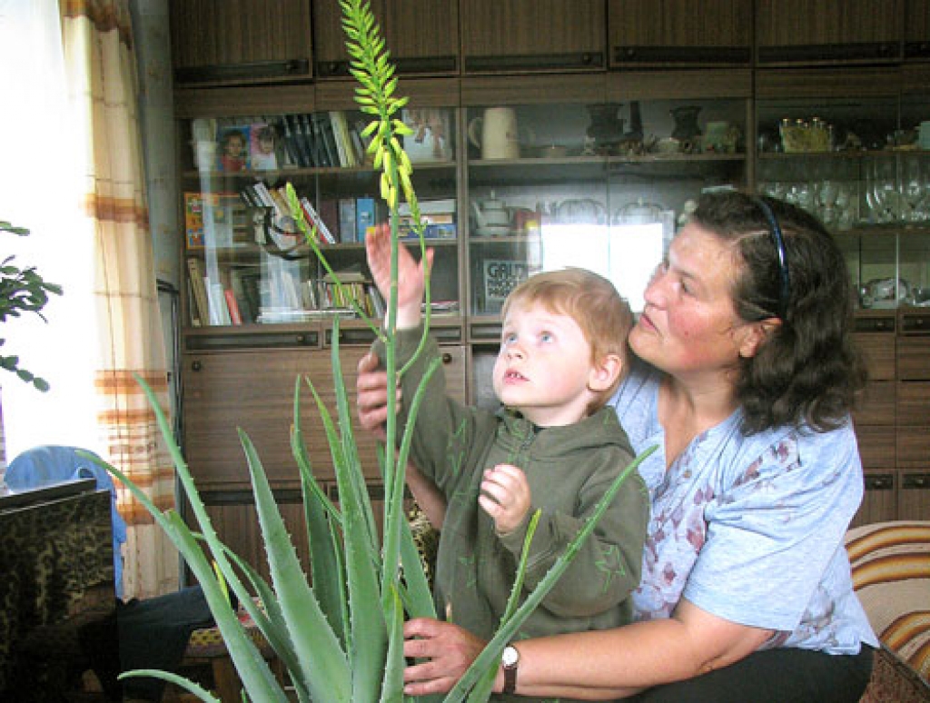 Regīna Linka kopā ar trīsarpus gadus veco auklējamo Emīlu Stradiņu priecājas par pirmo reizi uzziedējušo alveju. 