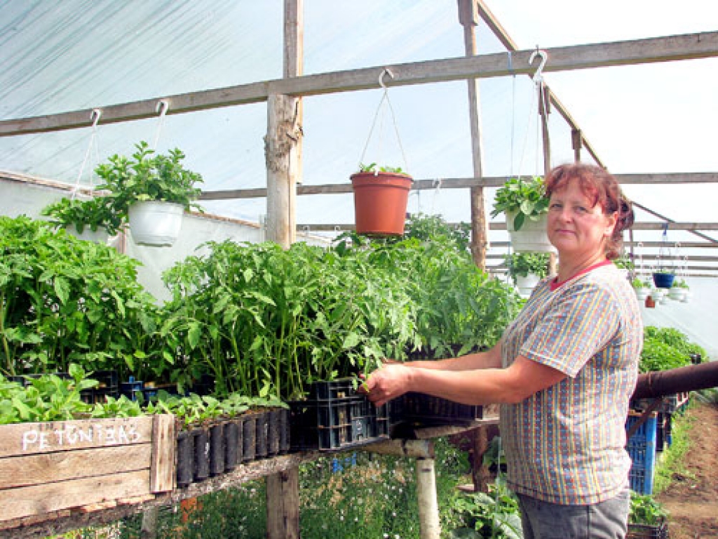 Ivetai Elmanei par stādu māju ir īpašas rūpes, jo tā taču ir visas dārzeņu audzēšanas pamats. Kad plēves māja būs tukša, tajā augs saldie pipari. 