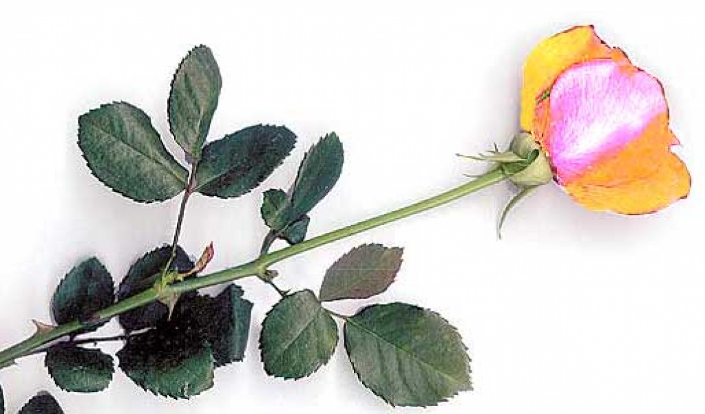 Dzeltena roze un siera ritulis bija Vecsaules pašvaldības sveiciens visiem pagasta Jāņiem.
Autors: no «Bauskas Dzīves» arhīva