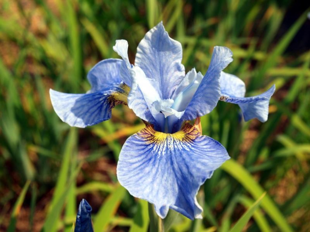 Īrisa zieds.
Autors: no www.poga.lv