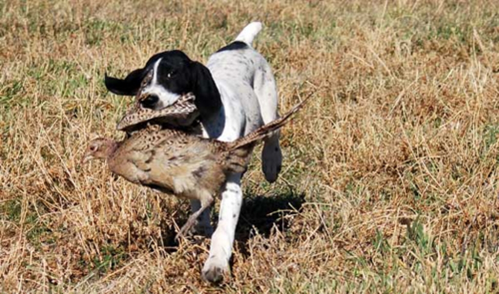 Fotoattēlam ir ilustratīva nozīme.