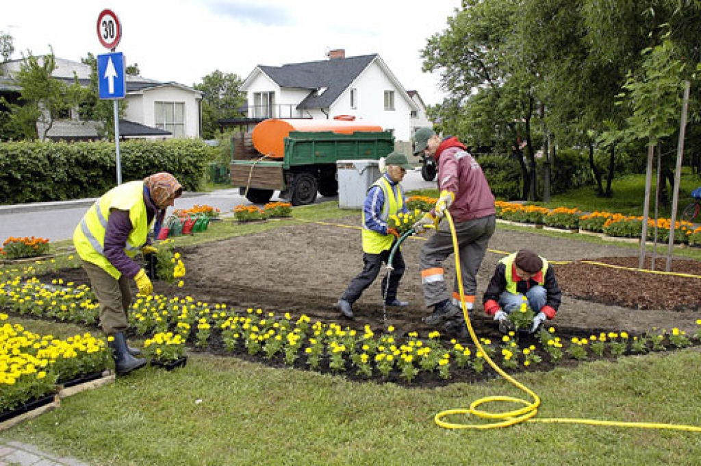 SIA «Vides serviss» darbinieki veido vasaras puķu dobi Bauskā, Zaļās un Lāčplēša ielas stūrī.
Autors: Ivars Bogdanovs
