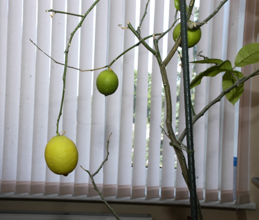 Citronkoks visu spēku devis augļu briedināšanai un nobirdinājis zaļo lapotni.
Autors: Ivars Bogdanovs