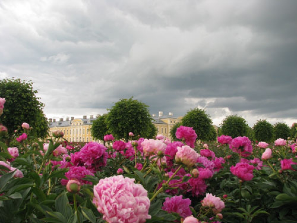 Rundāles pils dārzā zied peonijas. Dažādu šķirņu  kolekcija atrodas pie dārznieka namiņa. Peoniju ziedēšanas laiks ir diezgan īss, tādēļ ir jāsteidzas baudīt  krāšņumu. 