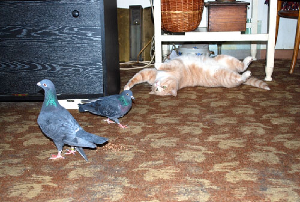 Runcis Rūdis labpatikā vārtās un vēl nenojauš, ka Duka (no kreisās) jau ir noskaņojusies doties iztīrīt viņa barības bļodu. Dūda gan pa to laiku centīgi knābā saimnieces nobērto barību.