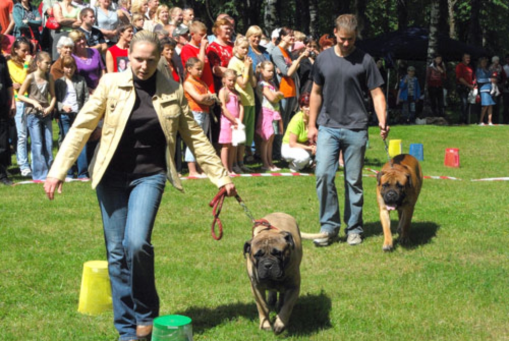 Priekšplānā viens no vistitulētākajiem izstādē pārstāvētajiem čempioniem – bullmastifu meitene Habo Bony jeb Habīte no Bauskas un viņas saimniece Renāte Līce. 