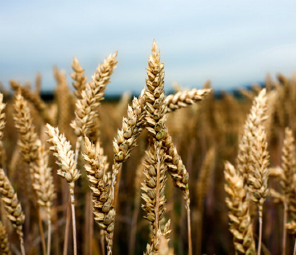 Autors: vecpiragi.lv