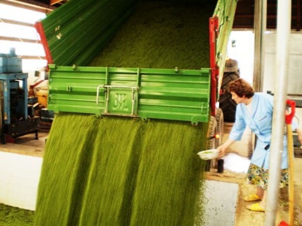 Codes pagasta zemnieku saimniecības «Zeltkalniņi» piegādātās zirņu kravas paraugus ņem SIA «Kronis» ražošanas vadītāja Valentīna Kučmasova.
Autors: Aivars Svarenieks