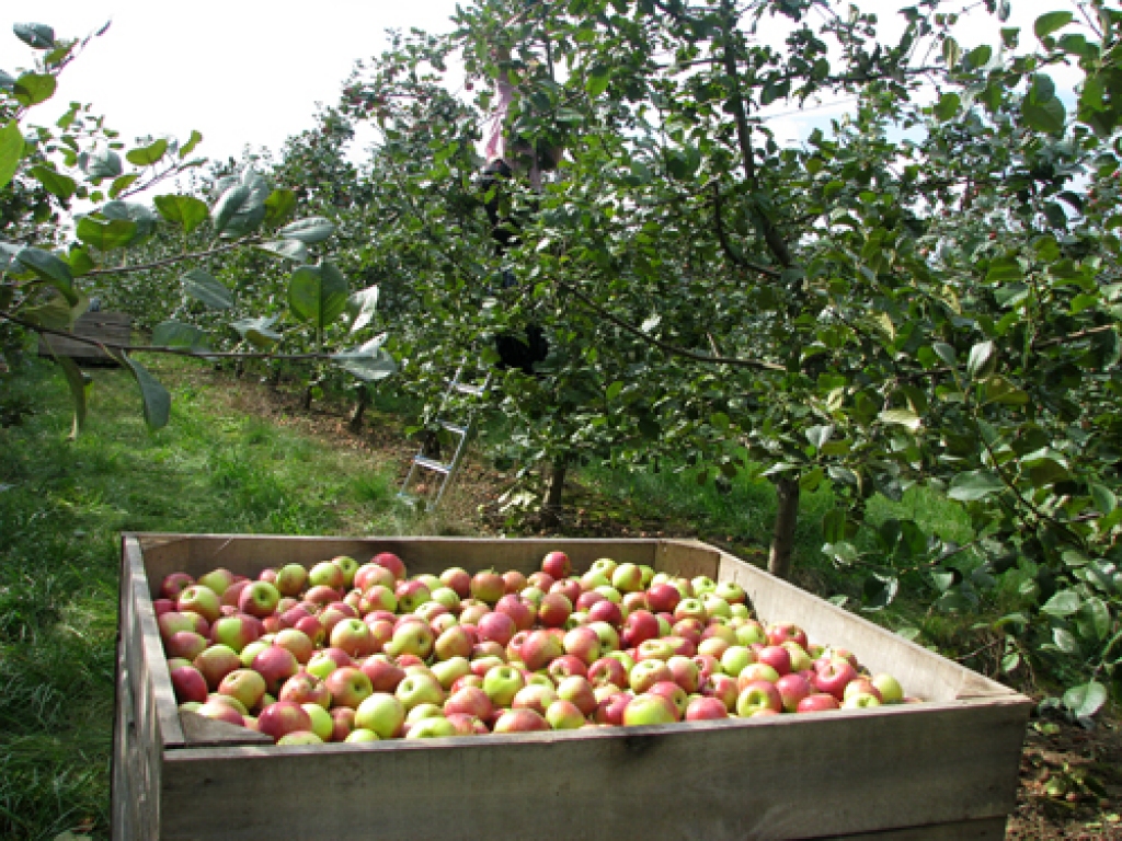 Varbūt arī Bauskas, Iecavas, Rundāles un Vecumnieku puses zemnieki varētu šoruden kādu ābolu kasti bez maksas nodot skolām.
Autors: no «Bauskas Dzīves» arhīva.
