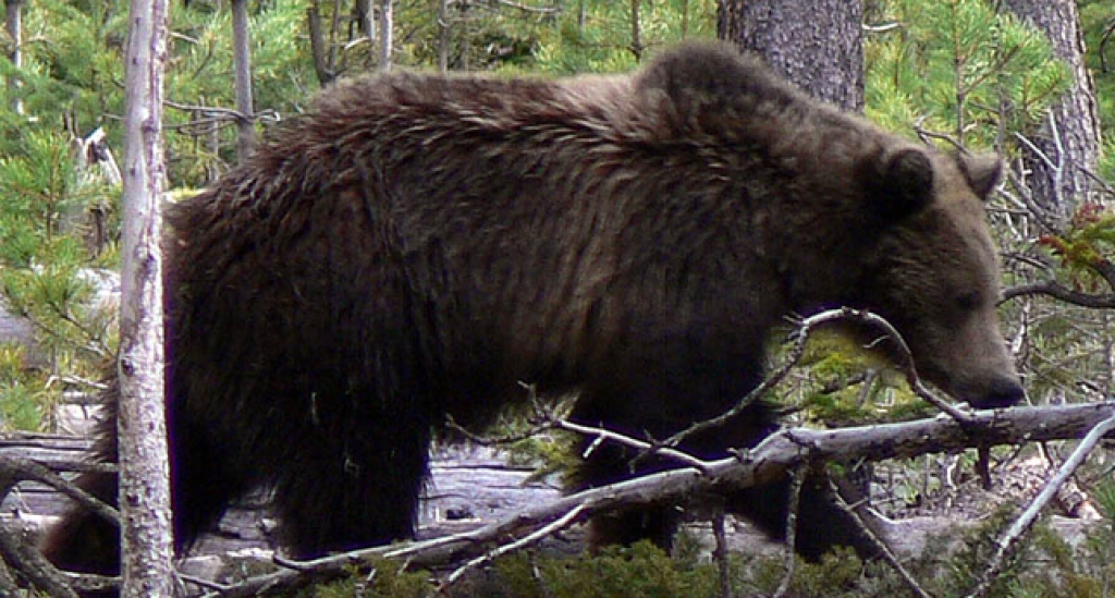 Autors: no www.kasjauns.lv