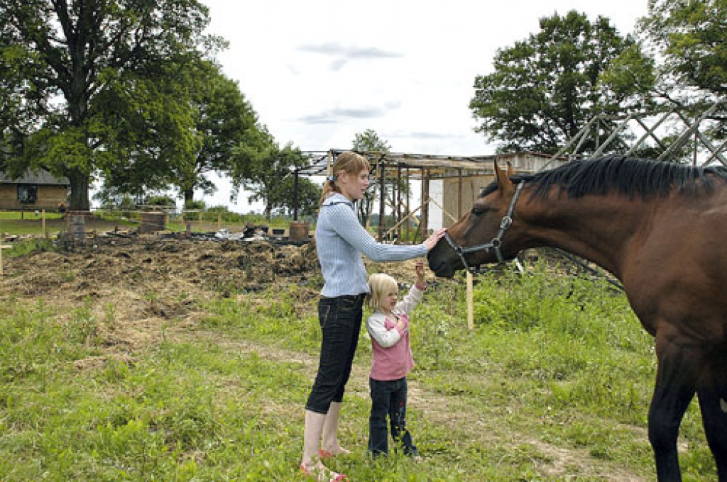 Ganāmpulka lepnums vaislas ērzelis Laso mēģina pievērst saimnieces Gunitas Berkmanes uzmanību. Varbūt tā izdosies dzēst rūpju izteiksmi Gunitas sejā, vērojot šķūņa krāsmatas. 
Autors: Ivars Bogdanovs