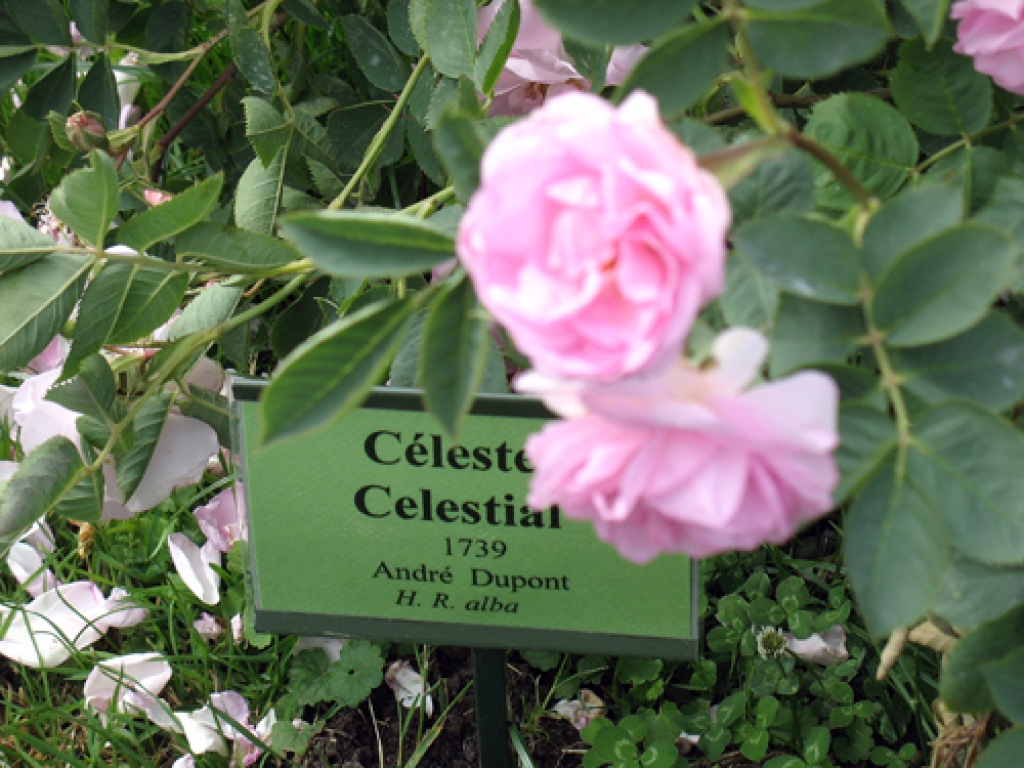 Pašliak rozes Rundāles pils parkā zied viskrāšņāk. Dodieties tās baudīt!
Autors: «Bauskas Dzīve»