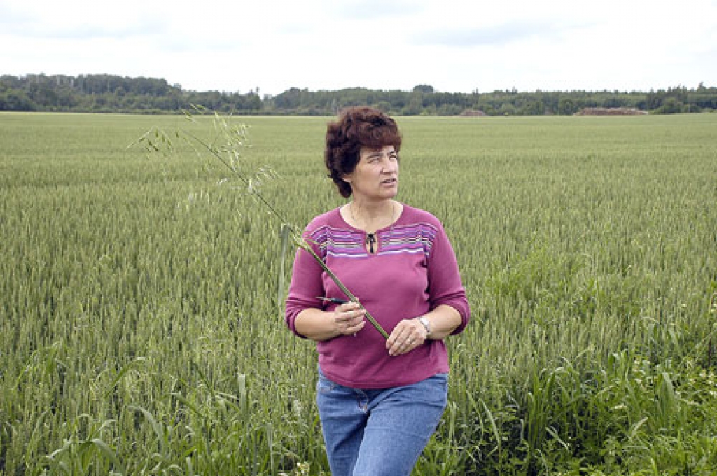 SIA «Uzvara-Lauks» sēklaudzēšanas tradīcijas pozitīvi vērtē Valsts augu aizsardzības dienesta Sēklu kontroles departamenta direktore Velta Evelone, aplūkojot sabiedrības ziemas kviešu platības. 