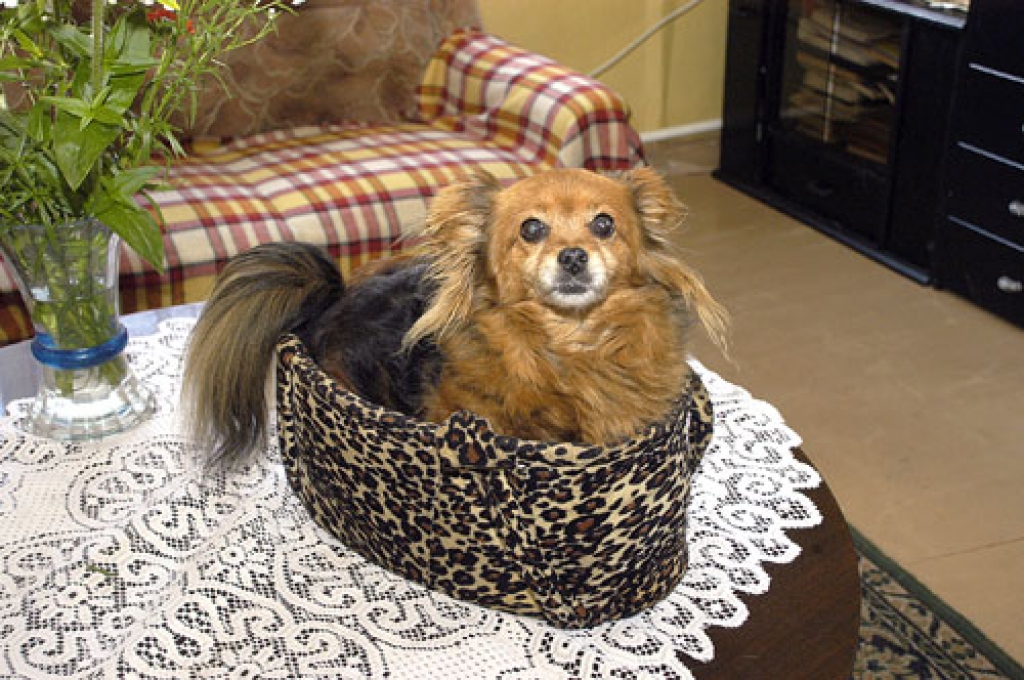 Groziņš ir kļuvis par Zuzes vismīļāko transportlīdzekli. 