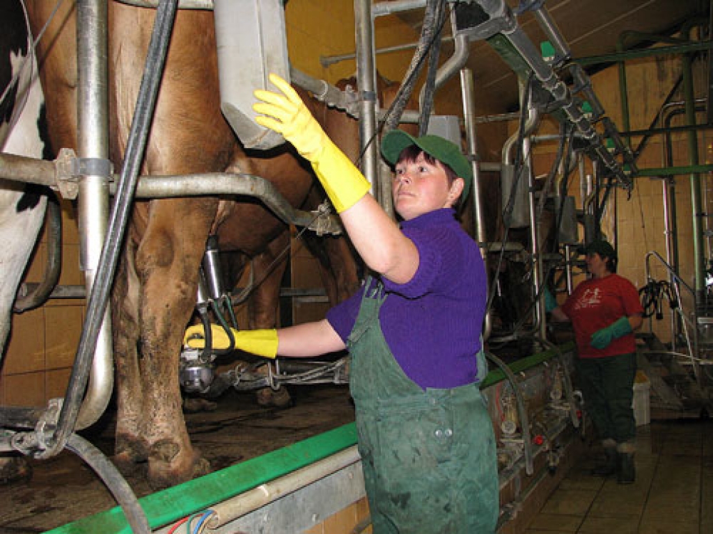 Mežotnieces Jeļena Oduha un Sandra Zariņa (priekšplānā) ir iemanījušās divsimt govju izslaukt pāris stundās. Šādu tempu nodrošina mūsdienīgi iekārtota un aprīkota liellopu novietne, kurā ir moderna slaukšanas zāle.