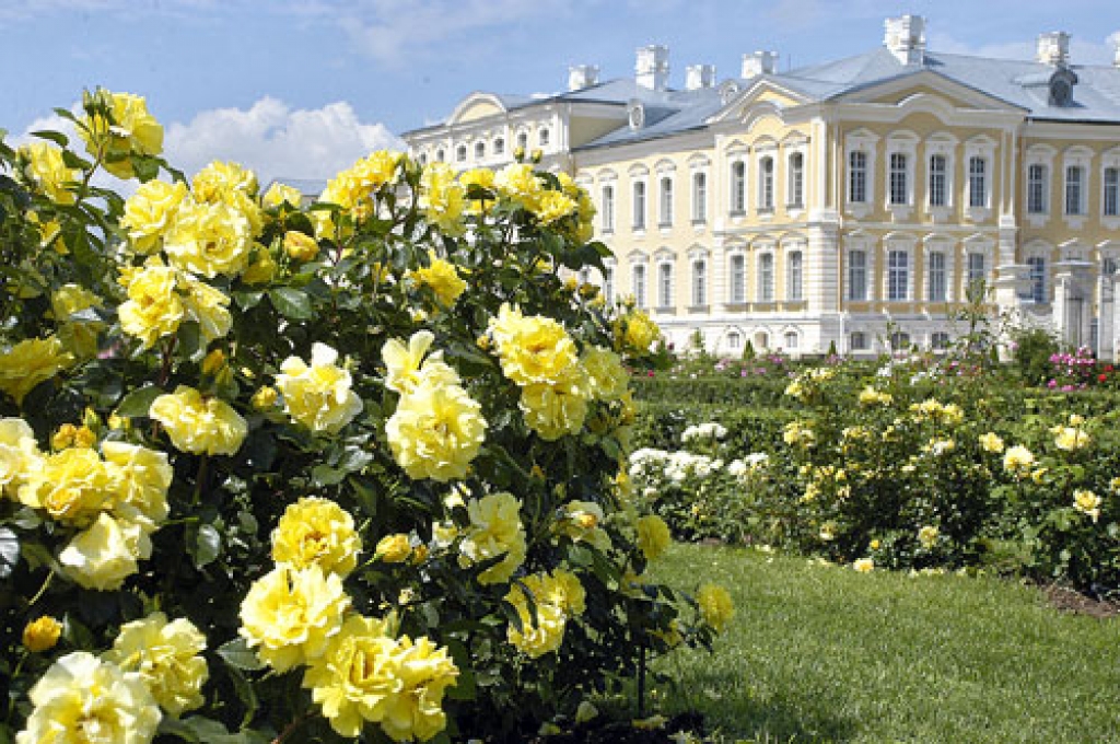 Rožu ziedēšana Rundāles pils dārzā ir sasniegusi kulmināciju. 