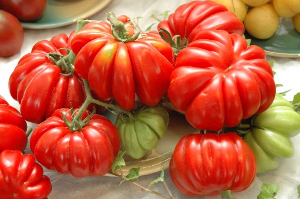 Pasaulē esot zināmas vairāk nekā trīs tūkstoši tomātu šķirņu.
Autors: no Latvijas Dabas muzeja arhīva.