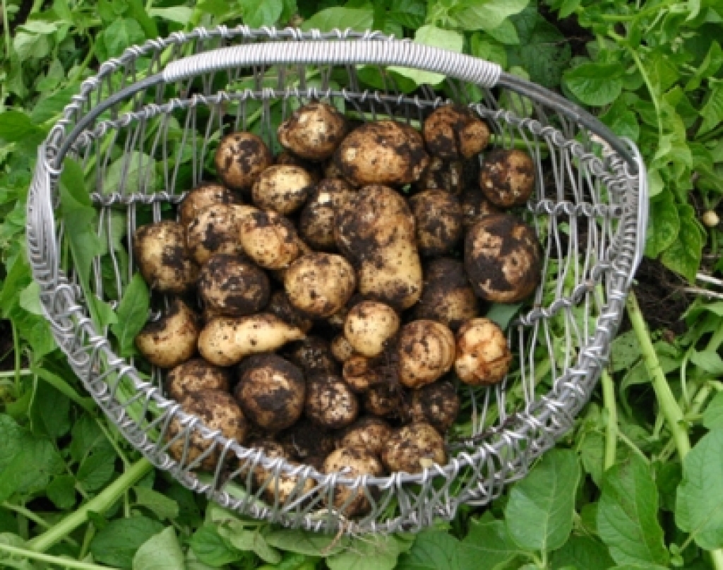 Autors: no www.ogresvestis.lv