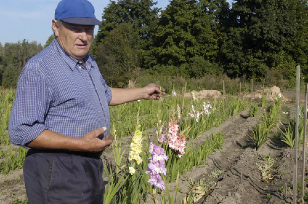 Stelpietis Visvaldis Viņķelis savā gladiolu audzētavā.
Autors: no «Bauskas Dzīves» arhīva.