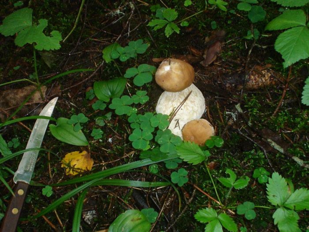 Meža veltes mazturīgo iedzīvotāju daļai nodrošina papildu ieņēmumus.
Autors: www.poga.lv