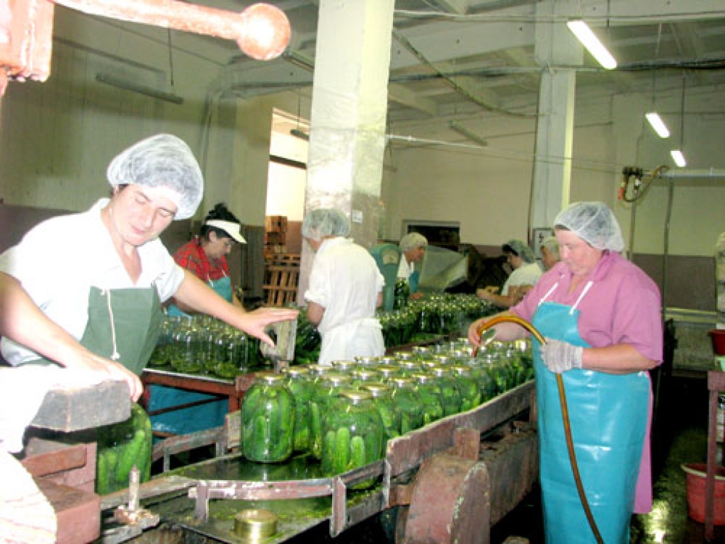 Iecerēts, ka sezonā caur Laimas Lazdiņas (no kreisās) un Ilzes Kažes (no labās), kā arī citu darbinieku rokām izslīdēs 150 tonnu gurķu.
Autors: Juris Iļņickis