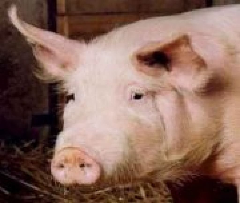 Fotoattēlam ilustratīva nozīme.
Autors: www.ogrenet.lv