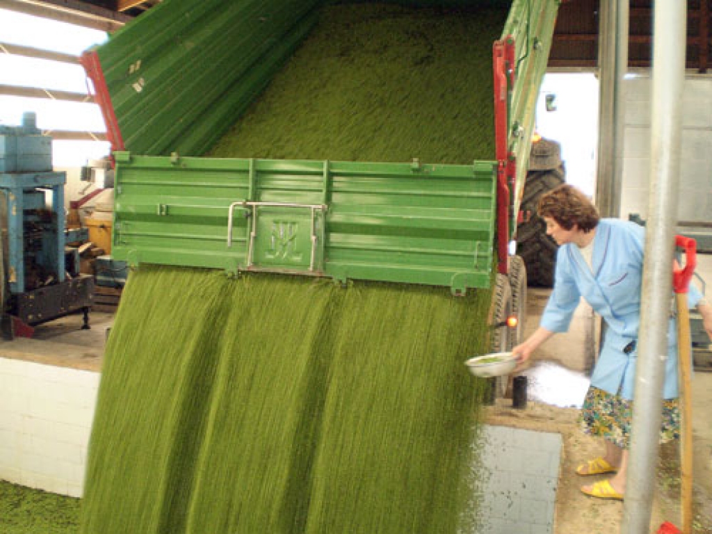 Codes pagasta zemnieku saimniecības «Zeltkalniņi» piegādātās zirņu kravas paraugus ņem SIA «Kronis» ražošanas vadītāja Valentīna Kučmasova.
Autors: Aivars Svarenieks