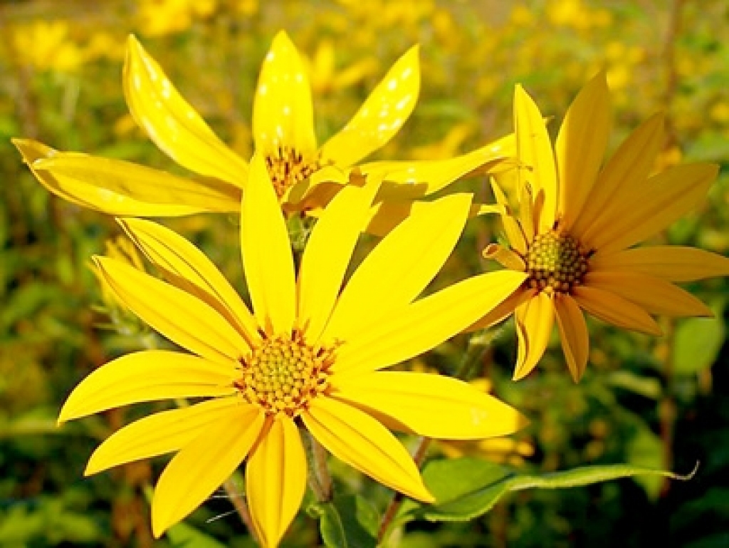 Topinambūra ziedi atgādina miniatūras saulpuķes.   Pasaulē iegājušies vairāki topinambūra sinonīmi. To dēvē par zemesbumbieri, Jeruzalemes artišoku un sakneņu saulespuķi. Izpētot topinambūra sastāvu, zinātnieki bija pārsteigti par tā noderību, par vitamīnu daudzumu un mikroelementu dažādību. 