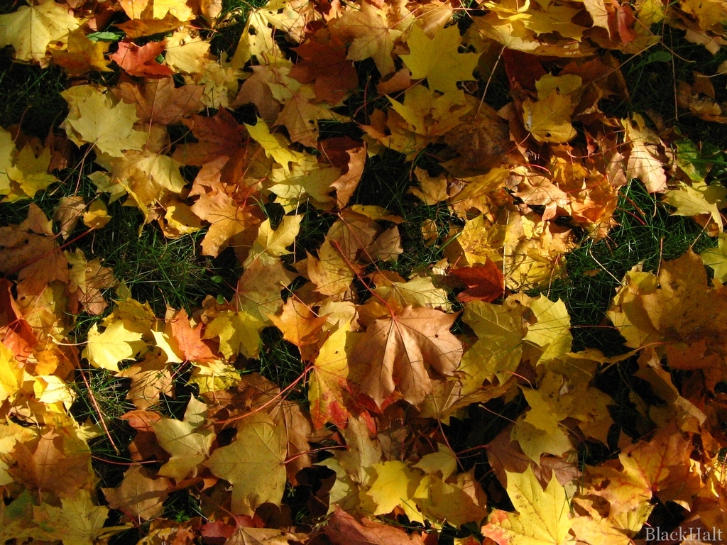 Fotoattēlam ilustratīva nozīme.
Autors: blackhalt.files.wordpress.com