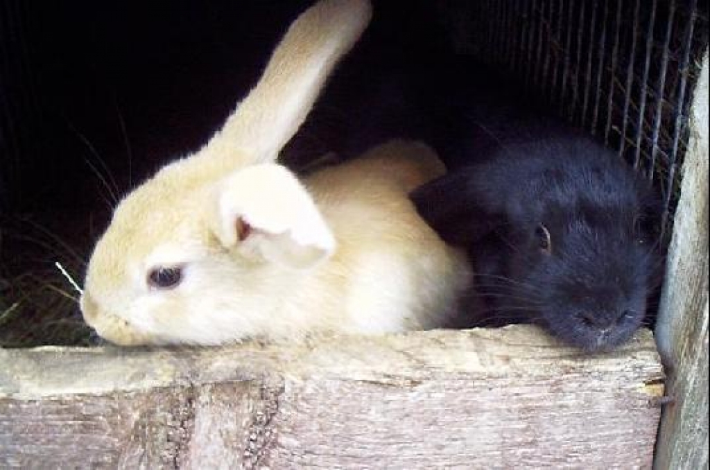 Fotoattēlam ilustratīva nozīme.