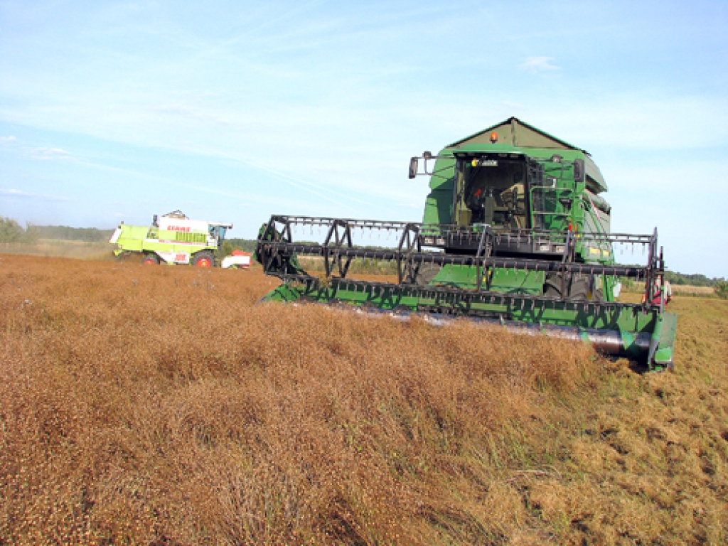 Eļļas lini un kaņepes ir pēdējās un sarežģītākās «Iecavnieka» tīrumos novācamās kultūras.
Autors: Juris Iļņickis