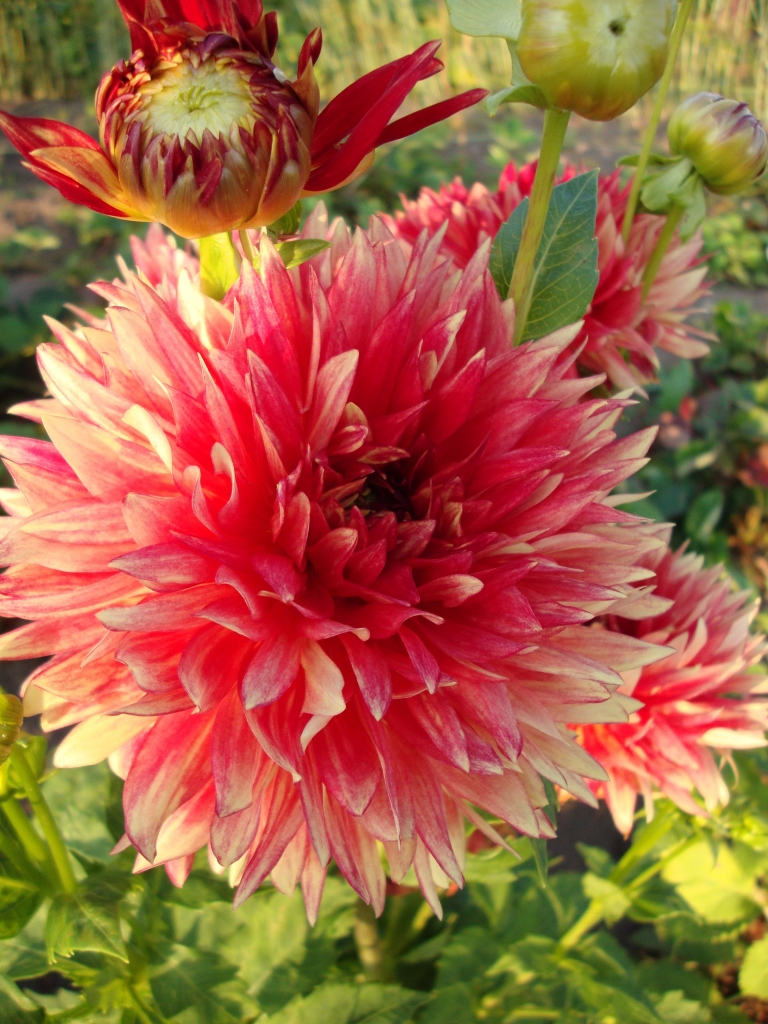 Šajā nedēļas nogalē aicina dāliju izstāde Dabas muzejā.
Autors: L. Vagoliņa, Latvijas Dabas muzejs