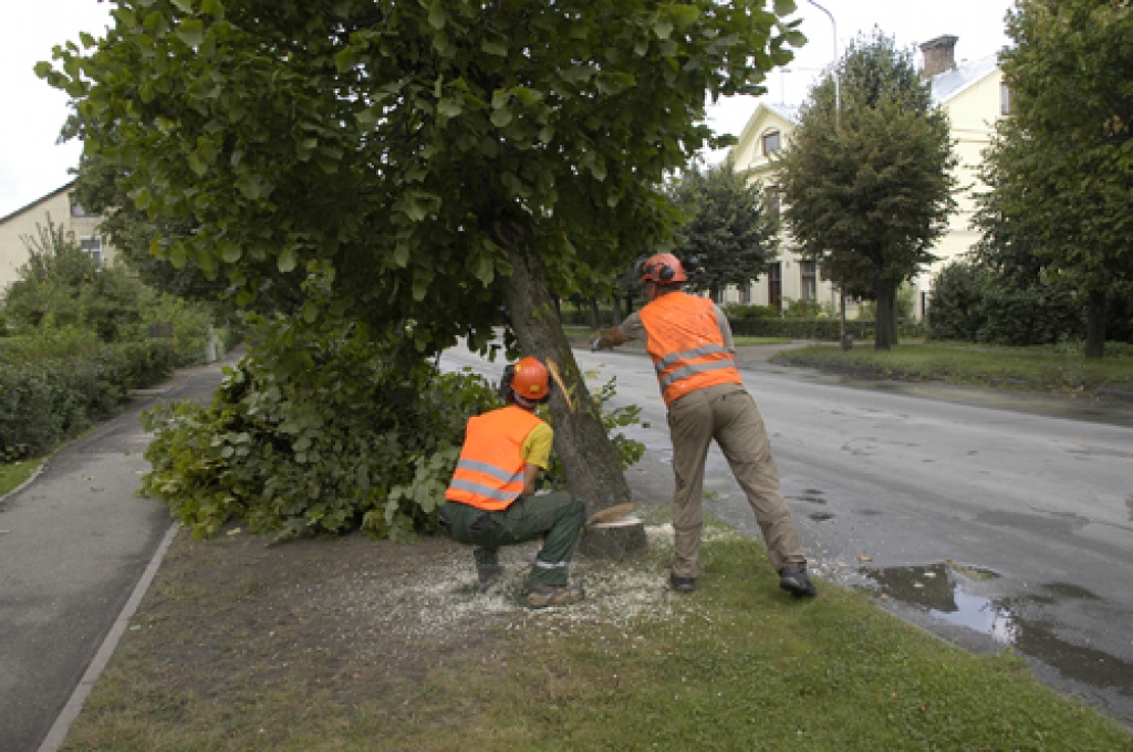 Liepu nozāģēšana uzticēta SIA «Kvinta Plus» strādniekiem Didzim Zariņam (ar motorzāģi) un Igoram Kudrjavcevam.
Autors: Ivars Bogdanovs