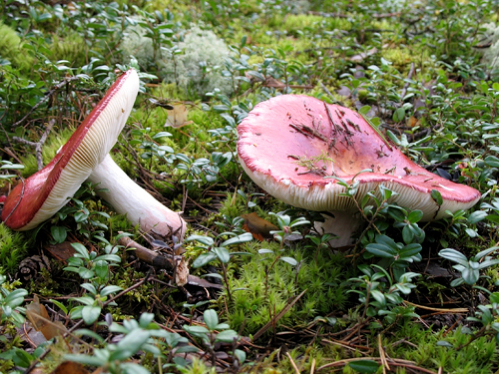 Ķeguma puses mežos sēņošanas čempionāta dalībniekiem prieku sagādās bērzlapes.
Autors: Vilnis Auzāns