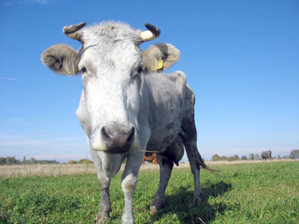 Īpašās zilās šķirnes govis Bauskas rajonā tiek audzētas Svitenē, Vecsaulē un Rundālē.
Autors: no «Bauskas dzīves» arhīva.