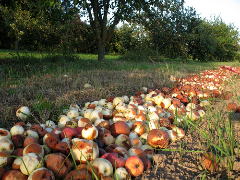 Ir bažas, ka lielākā daļa ābolu ražas Bauskas puses dārzos šogad paliks neizmantota. 
Autors: Vilnis Auzāns