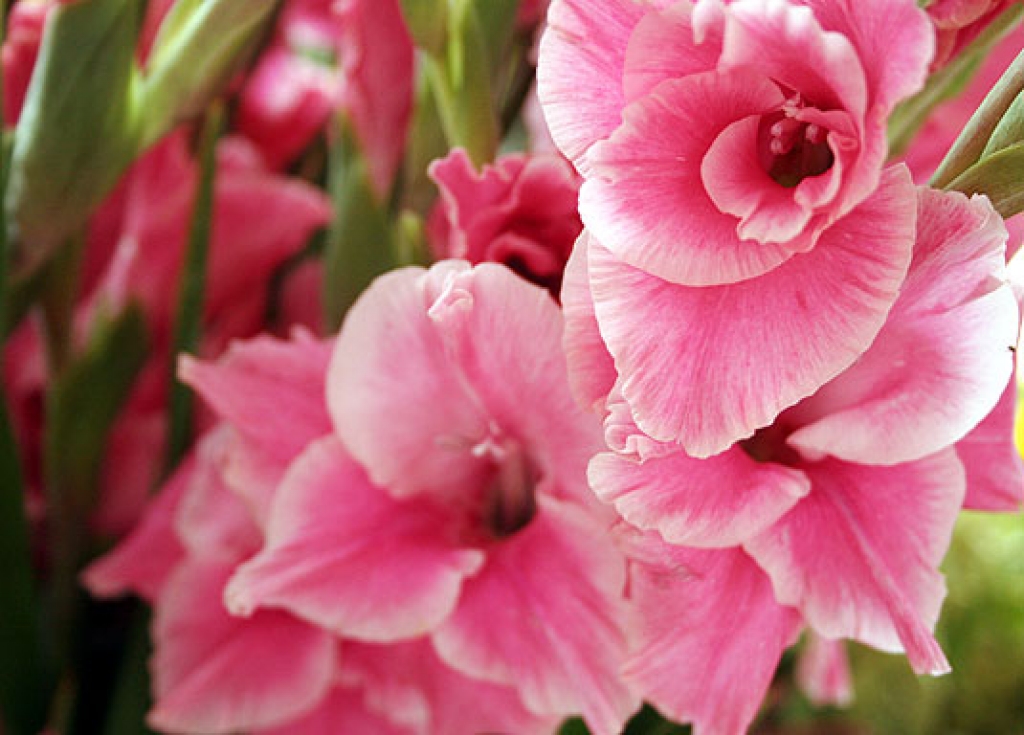 Autors: umdrive.memphis.edu