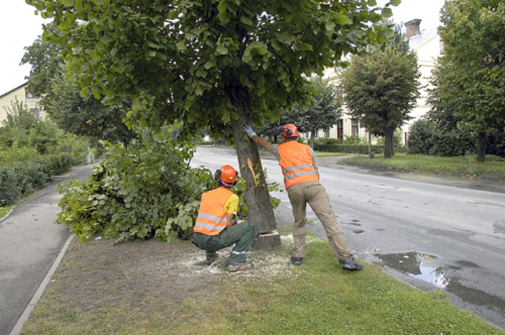 Liepu nozāģēšana uzticēta SIA «Kvinta plus» strādniekiem Didzim Zariņam (ar motorzāģi) un Igoram Kudrjavcevam. 