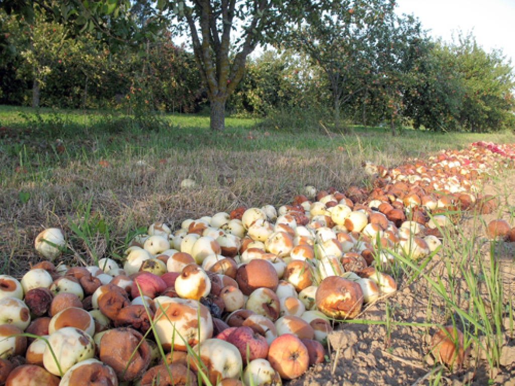 Ir bažas, ka lielākā daļa ābolu ražas Bauskas puses dārzos šogad paliks neizmantota. 