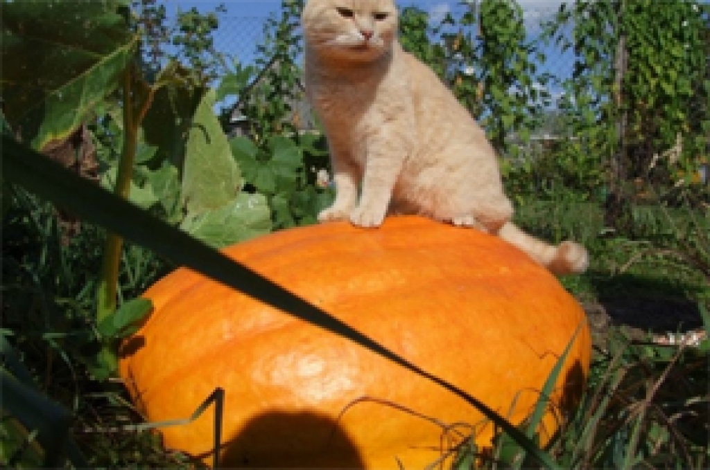 Fotoattēlam ilustratīva nozīme.
Autors: www.staburags.lv