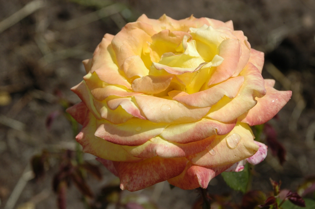 Autors: No «Bauskas Dzīves» arhīva.