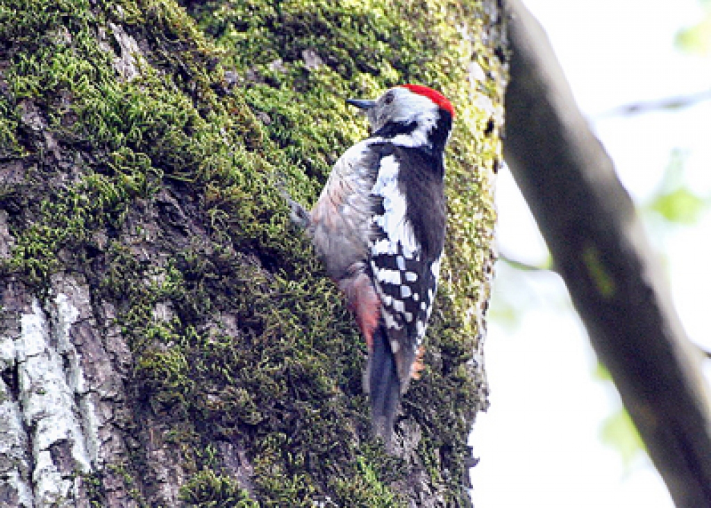 Dzenim ciklā būs veltīts atsevišķs temats.