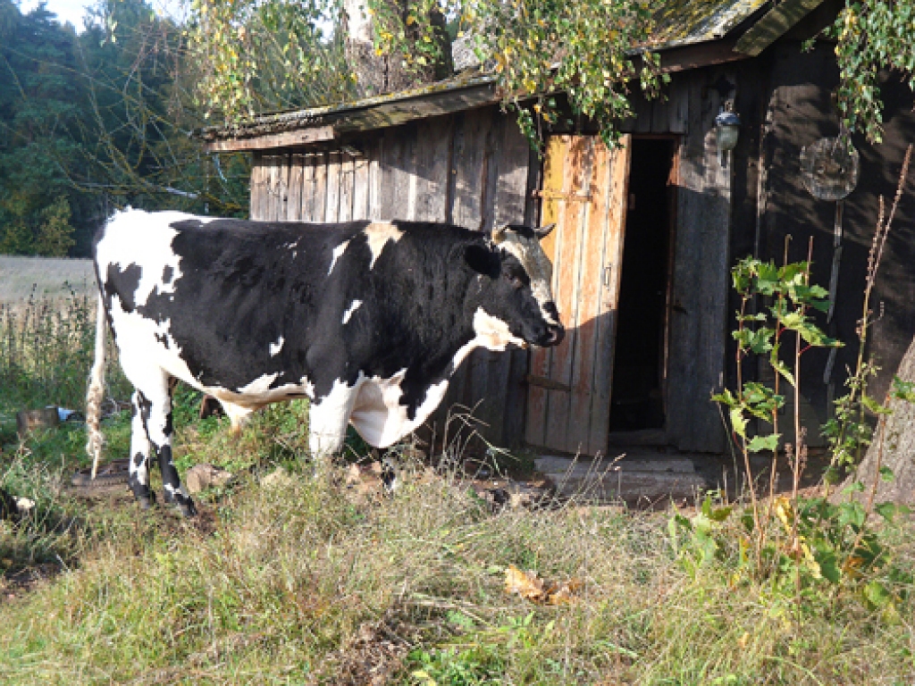 Savā vaļā mītošie mājlopi Irēnai Jurevicai ir pārāk labi sargi – bullis reiz teju izgāzis namdurvis, un ciemiņiem no tā nereti jāglābjas bēgot.