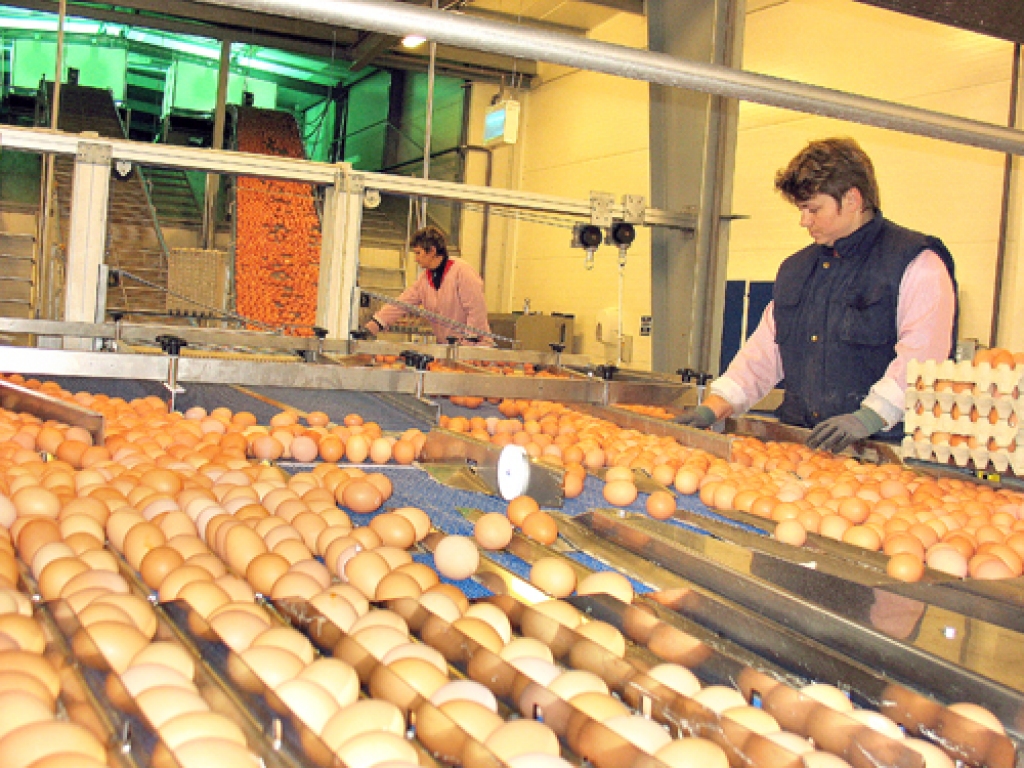 Jaunajā līnijā, kur valda perfekta tīrība, strādā šķirotājas Zoja Deņisova (no labās) un Ligita Rinkoviča.