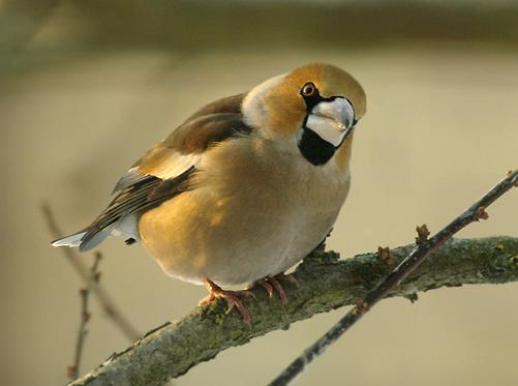 Fotoattēlam ilustratīva nozīme.
Autors: www.malpilsskola.lv