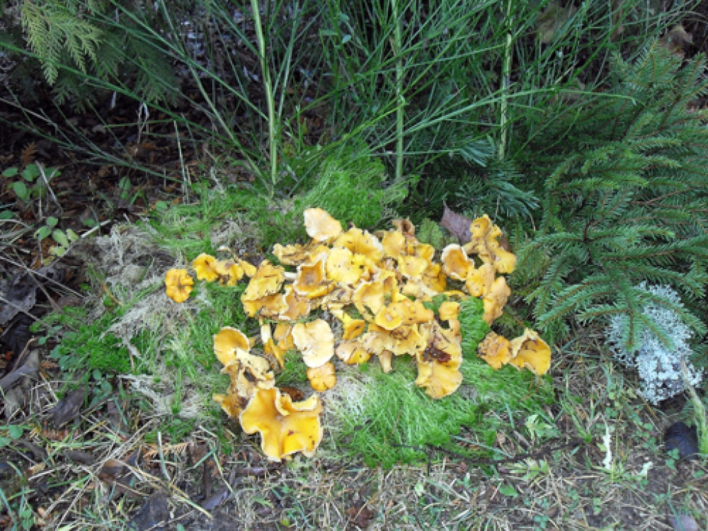 Sēnes var lasīt ne tikai Vidzemes, bet arī Vecumnieku novada mežos.
Autors: No albuma.