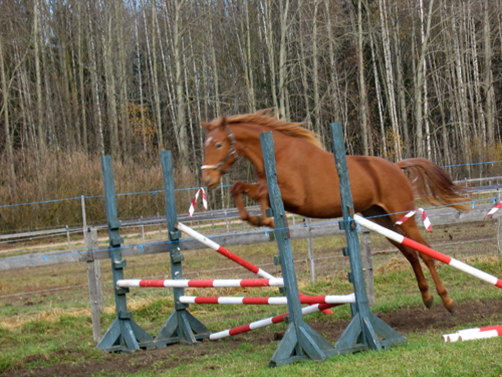 Brīvajā lēcienā atklājas zirga atsperīgums un šķēršļu pārvarēšanas prasme.
Autors: Mārīte Ozoliņa