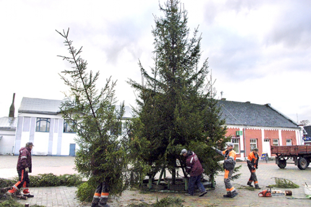 Ziemassvētku egle Bauskas Rātslaukumā jau uzstādīta. Pēc pāris dienām tajā iezaigosies krāsainu lampiņu virtenes.