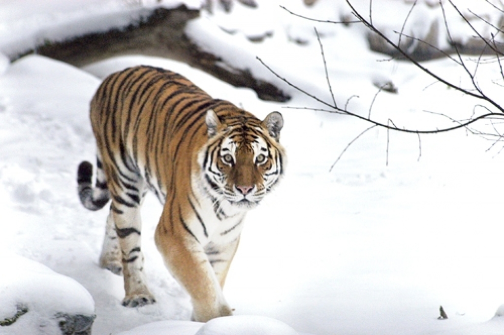 Ikrīta pastaigā devusies Rīgas Zooloģiskā dārza tīģeriene Astra.
Autors: Ivars Bogdanovs