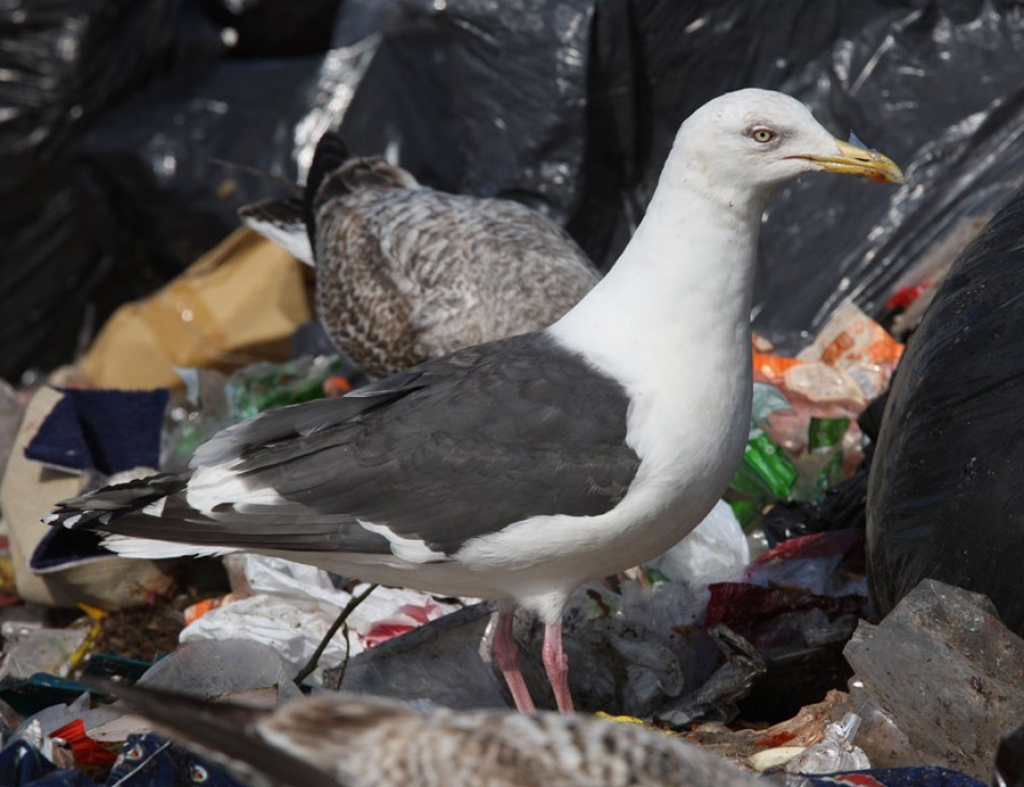 Pierīgā ir redzēta Kamčatkas kaija.
Autors: www.ornitofaunistika.lv